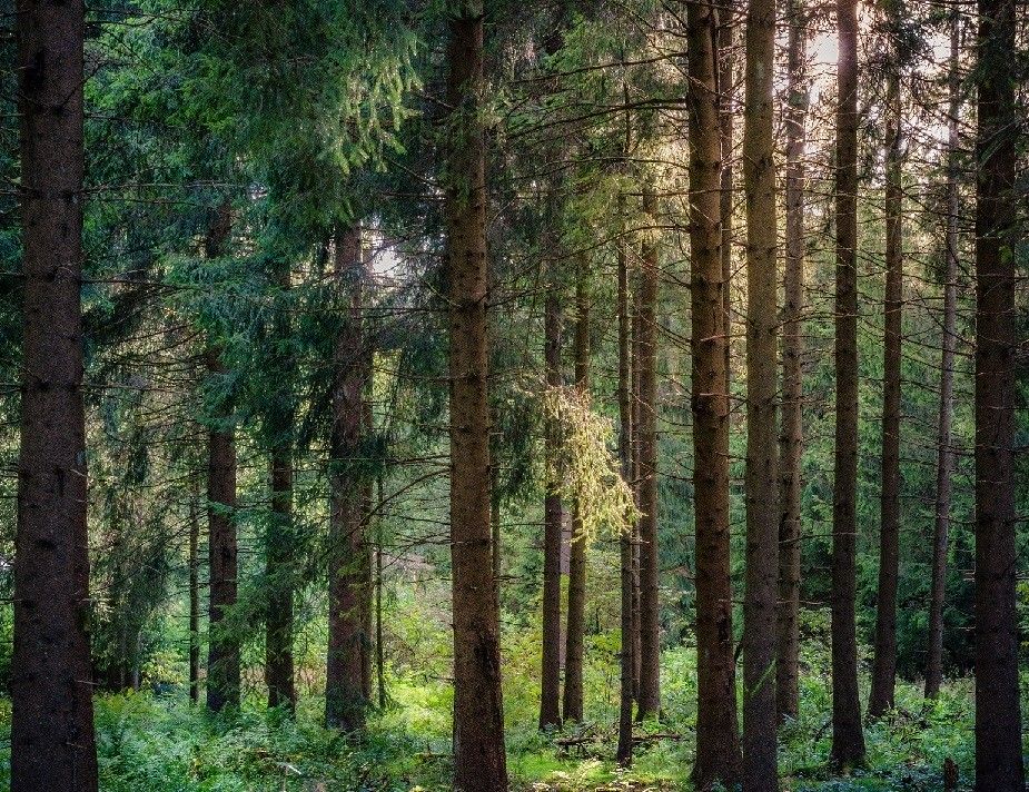 Czasowy zakaz wstępu do lasu w Leśnictwie Uniradze - aktualizacja