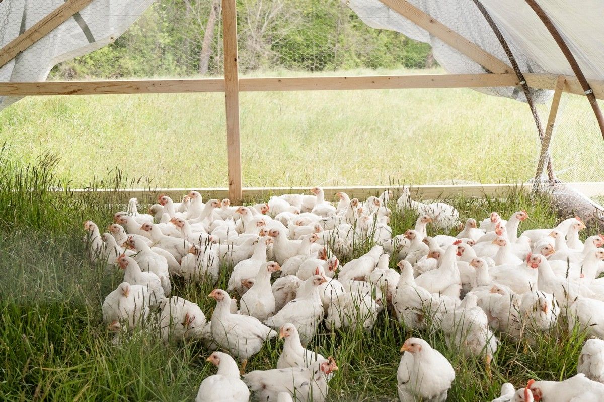 Obowiązek ochrony gospodarstw przed wirusem wysoce zjadliwej grypy ptaków (HPAI)